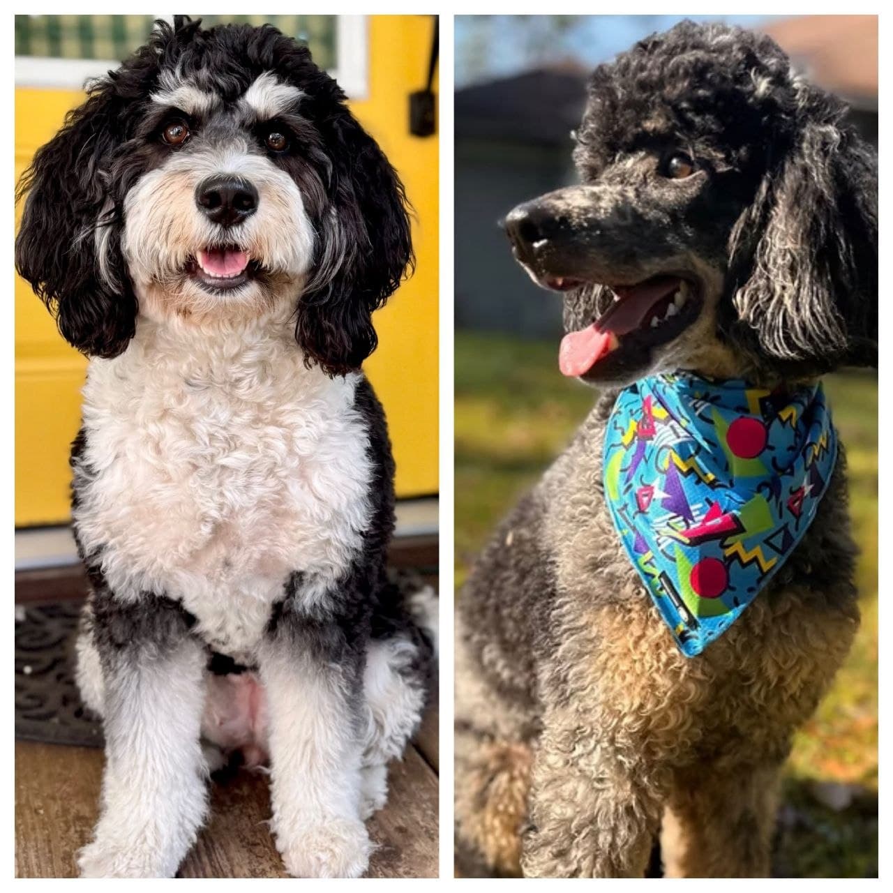 Medli, our Mini Bernedoodle mom, and Joker, our Poodle dad, the parents of this litter