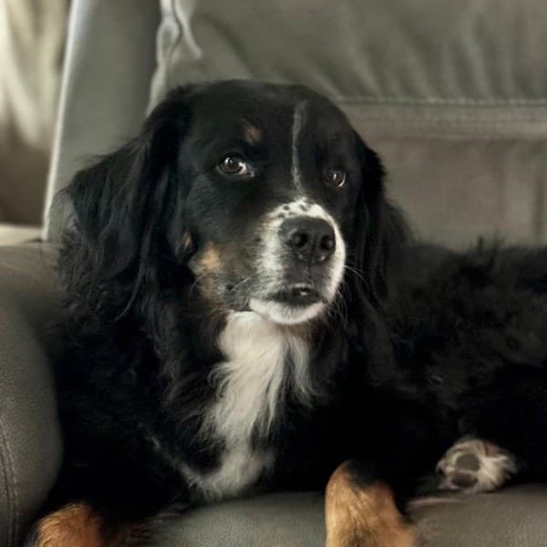 Vai, the great-grandmother of this litter